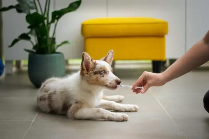 A young dog lying on the floor at home, reaching towards a person's outstretched hand.