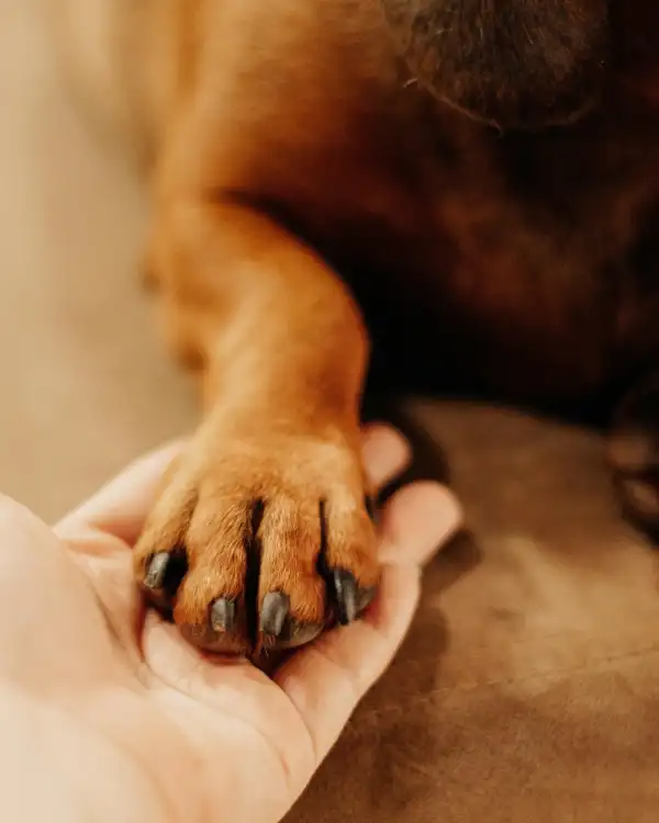 A dog's paw resting in a person's open hand.